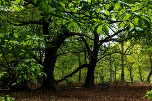Forêt de Sherwood (Nottinghamshire, Angleterre)